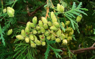 Туя подает тревожный сигнал: на что дерево намекает внезапным появлением шишек