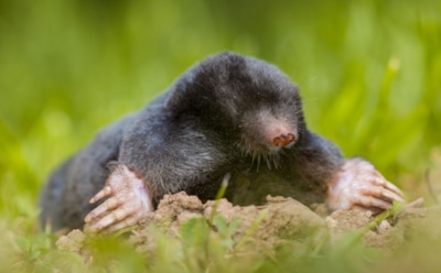 Кроты в шоке — огород в безопасности: эти способы заставят подземных жителей уйти с участка — как минимум от обиды