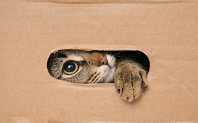 Ваша любовь выходит питомцу боком: как не травмировать кошку физически и эмоционально