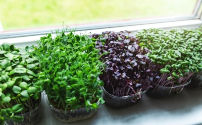 Декабрю можно дать отпор: создайте свой мини-огород и обеспечьте себе витаминный запас на зиму