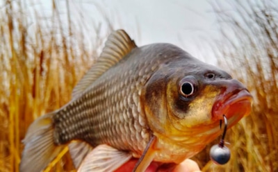 Рыбалка перестает быть лотереей: простой аптечный трюк заметно повышает шансы на улов