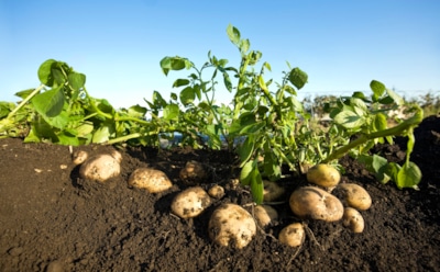Урожай начинается в осеннем холоде: один забытый этап подготовки делает будущие картофельные грядки в разы продуктивнее