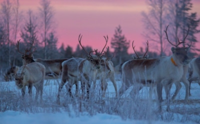 Глобальное потепление открыло дверь в прошлое: древний механизм массовой охоты выходит изо льда вместе с утраченной историей