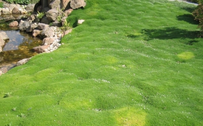 Сад, который растет сам: чем заменить привычный газон, чтобы создать эффектный восточный пейзаж