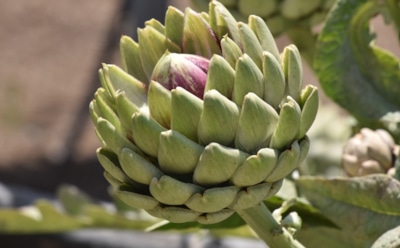 Грядки не место для разочарований: какие культуры приносят больше проблем, чем съедобной радости