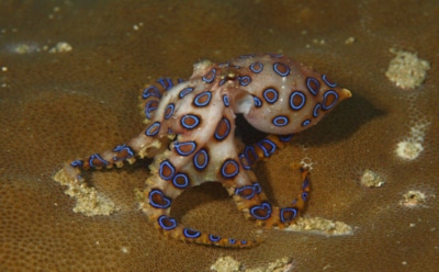 Морской шкет с убойным укусом: удивительные повадки миниатюрного подводного убийцы