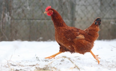 Яйца зимой становятся редкостью, если не знать этой хитрости: какие добавки возвращают курам летнюю продуктивность даже в морозы
