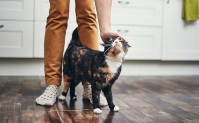 Кошка может прятаться и шипеть, но это не капризы: что поведение любимого мохнатика говорит о страхе потерять стабильность