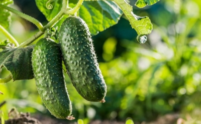 Некоторые соседи по грядке губят огурцы быстрее вредителей: какие культуры лишат урожая на два сезона подряд