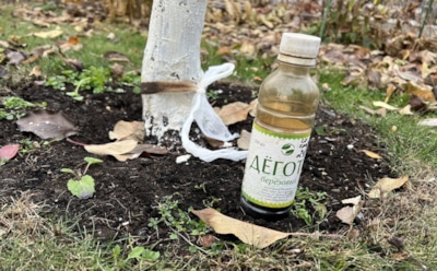 Стойкий аромат работает лучше химии: как с толком применять березовый деготь в саду и на огороде