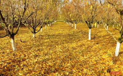 Простое средство — большой эффект: уничтожьте грибки и личинки осенью, чтобы весной сад зацвел без проблем