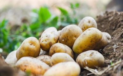 Картошка по-балабановски: уникальный советский метод позволяет повысить плодородие каждого куста в десятки раз