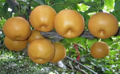 Экзотика, что переживает русские морозы: азиатская груша нэши удивляет стойкостью и вкусом с яблочной хрустинкой