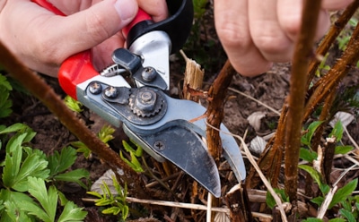 Этот секрет разорвет ваш малинник: одна грамотная обрезка превращает обычные кусты в фабрику ягод