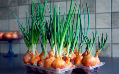 Зимняя зелень без хлопот и огорода: неожиданный способ вырастить сочный лук прямо в яичных лотках