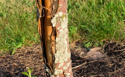 Когда дерево «сбрасывает кожу»: спасаем сад от трещин, морозов и вредителей простыми, но рабочими приемами