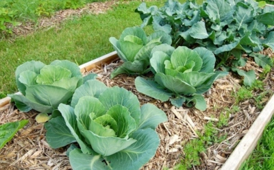 Сажать капусту в ноябре — не безумие: стратификация превращает обычные семена в мощные весенние всходы