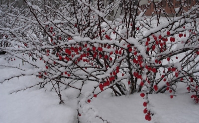 Одно неверное движение осенью — и куст пропал: правильный ноябрьский уход спасет барбарис от вымерзания и болезней