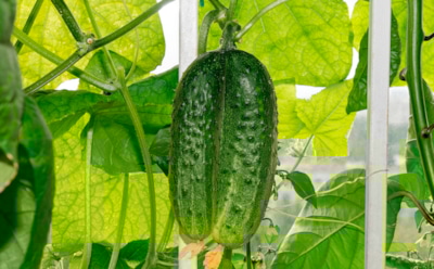 Природа иногда играет по своим правилам: что такое фасциация — почему ее не стоит бояться