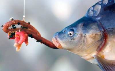 Когда вода остывает, карп становится привередой: чем расшевелить капризную рыбу в ледяной воде