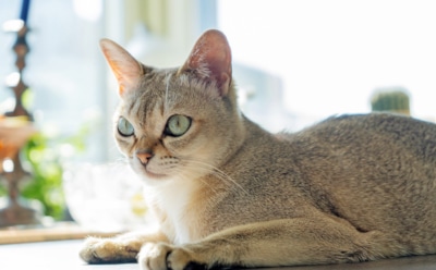 Кошки, которые замерзают даже дома: породы, не терпящие зиму