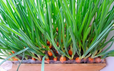 Зеленый урожай прямо с окна: простые зимние способы выращивания лука превращают подоконник в мини-грядку