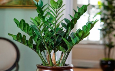 Комнатные цветы превращаются в талисманы: какие растения зовут деньги и мир в дом — по народным приметам