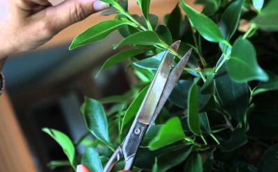 Когда цветы теряют форму: правильная обрезка возвращает жизнь комнатным растениям