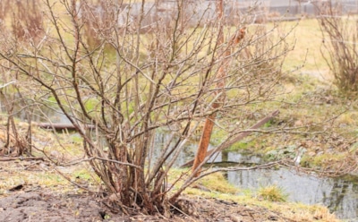 Пока сад засыпает, смородина требует последнего ритуала: 5 простых действий, которые принесут ведра сладких ягод