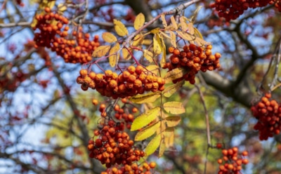 Терпкая ягода играет со здоровьем: рябина способна подарить не только витамины, но и неприятности