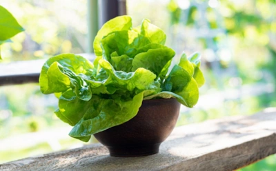 Зимой тоже можно есть свежий салат: правильный посев в ноябре дает сочные листья прямо на подоконнике