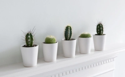 Тишина и холод как главная забота: зимний режим помогает кактусам не истощиться