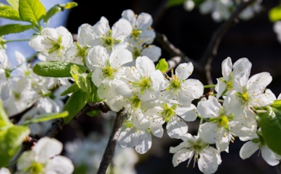 Вишня не сдается без боя: самые опасные болезни ягодных деревьев и методы защиты, которые реально работают