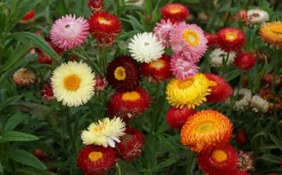 Природа любит подготовленных: гелихризум, посаженный под зиму, дает дружный ранний рост и яркие бутоны