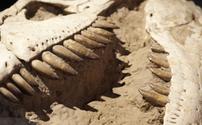 Зубастые, опасные — но мелкие и мертвые: новое исследование доказало существование отдельного вида тираннозавров-крох