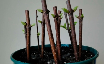 Советские хитрости снова в деле: простые способы черенкования без химии дают удивительно живучие растения