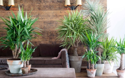 Квартирный оазис без влажных джунглей: подборка пальм, которые цветут уютом в любых условиях