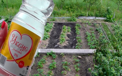 На 100 дачных бед — один универсальный ответ: простое средство с кухни сильно упрощает жизнь садовода-огородника