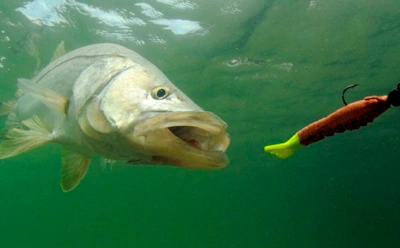 Поздняя осень не повод уезжать без улова: один секрет глубины делает рыбалку в ноябре удивительно результативной