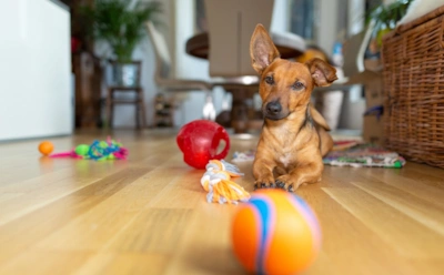 Когда аксессуар побеждает все остальное: ученые объяснили, почему игрушки становятся для собак эмоциональным центром
