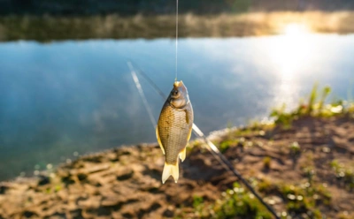 Сонная рыба оживает на морозе: нестандартный дуэт наживок заставляет клевать даже осторожного леща