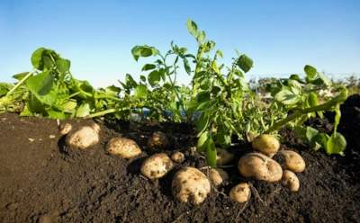 Картошка мелеет не из-за погоды: аллелопатия объясняет, почему после некоторых культур урожай резко падает