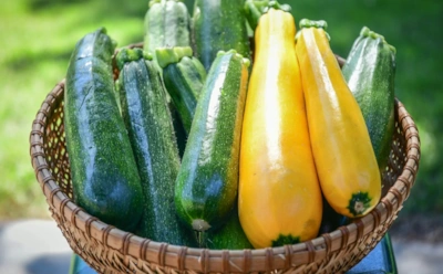 Огород превращается в машину времени: подзимний посев кабачков дает урожай, когда соседи только достают рассаду