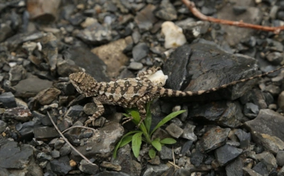 Новичок среди рептилий удивил ученых: вид с пшеничным оттенком языка оказался уникальным среди 46 родственников