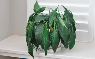 Комнатные культуры кричат о беде: эти характерные сигналы заранее предупредят о гибели любимого цветка