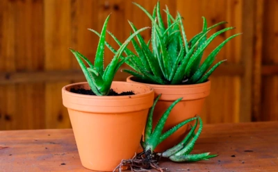 Деток много — выкидывать жалко: простой способ размножить алоэ и получить новые растения