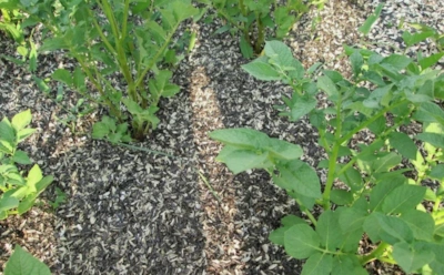 Шелуха летит в ведро зря: как отходы от семечек максимально эффективно применять в огороде