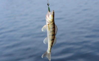 Рыба зимой капризна, но это не беда: на эти наживки она отреагирует даже подо льдом