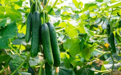 Урожай был целым вечером, а утром уже надкушен: какие вредители охотятся на огурцы ночью