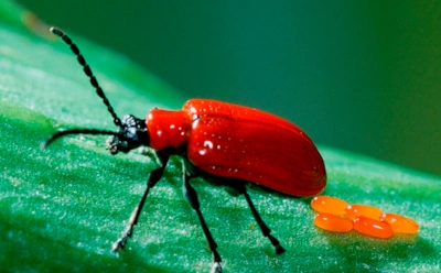 Смешно звучит — дорого обходится: насекомые с веселыми названиями и очень злым характером